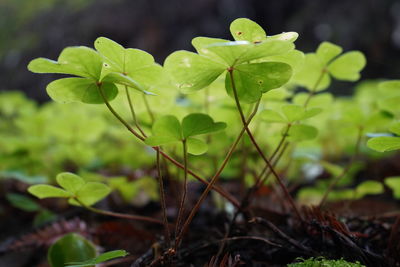 Close-up of raindrops on leaves