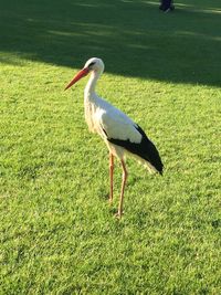 Side view of a bird on land
