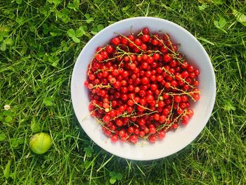 High angle view of strawberries in bowl on field