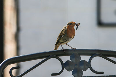 Close-up of bird perching on metal