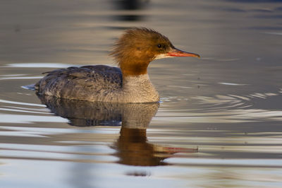 Birds in water