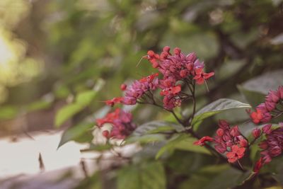 Close-up of pink flowering plant