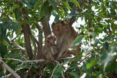 Low angle view of monkey sitting on tree