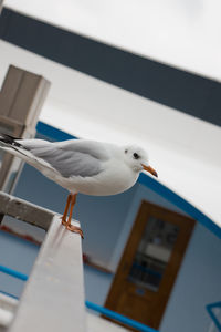 Low angle view of bird perching