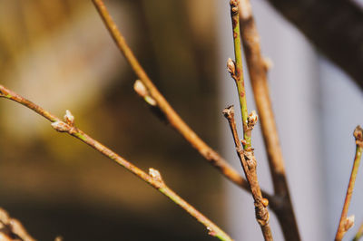 Close-up of twigs