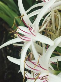 Close-up of insect on flower