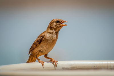 Close-up of bird perching on metal against sky
