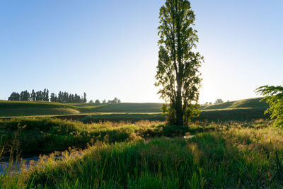 Scenic view of field against clear sky