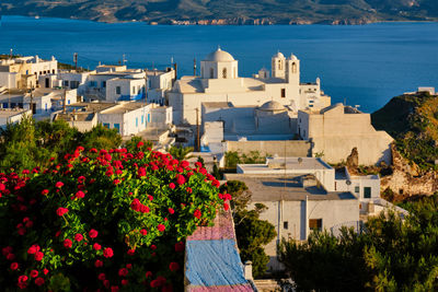 High angle view of flowering plants by houses in sea