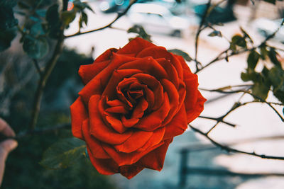 Close-up of red rose against blurred background