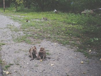 High angle view of two cats on field