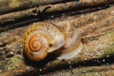 Close-up of snail