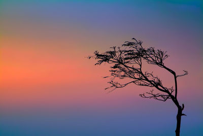 Silhouette bare tree against clear sky at sunset