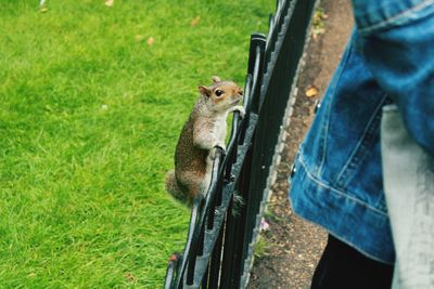 Hand squirrel