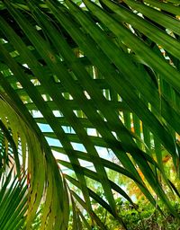 Low angle view of palm tree leaves