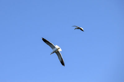 Low angle view of bird flying against clear blue sky