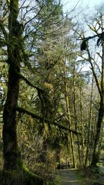 Trees in forest