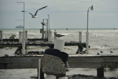 Seagull flying over sea