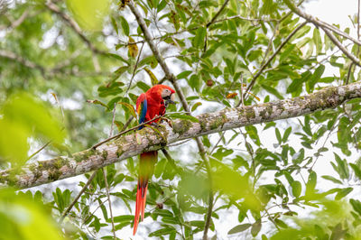 Low angle view of bird perching on tree