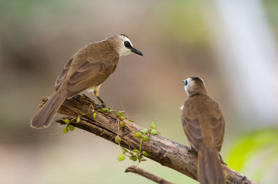 Bird perching on a branch