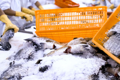 Close-up of fish in water