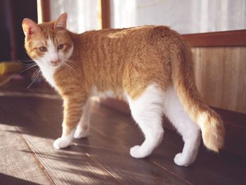 Portrait of cat sitting on table