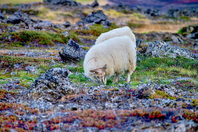 Close-up of sheep standing on grass