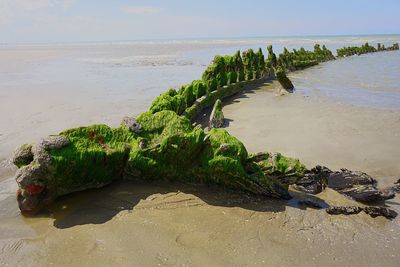 Close-up of tree on beach against sky