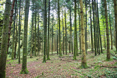 Trees growing in forest