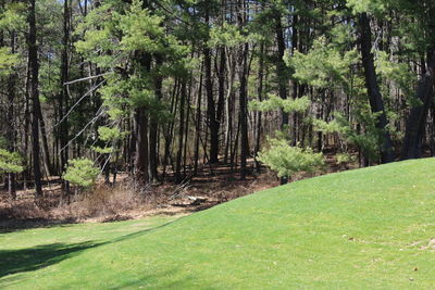 Trees in forest