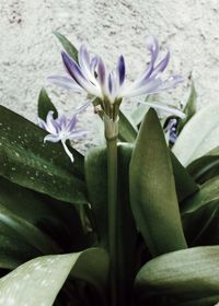 Close-up of purple flowers blooming outdoors