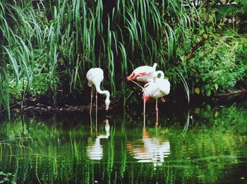 Flamingos in lake