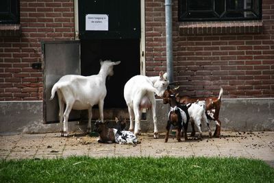 Horses standing in front of building