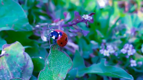 Close-up of ladybug on purple flower