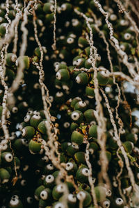 Dypsis decaryi fruits