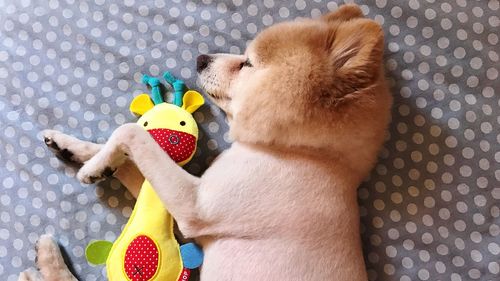 High angle view of puppy playing with toy