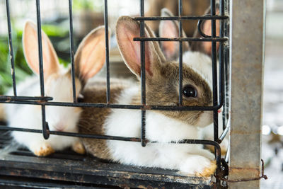 Close-up of rabbits in cage