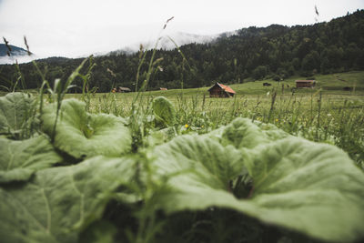 Scenic view of agricultural field against sky