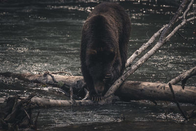 View of horse in river