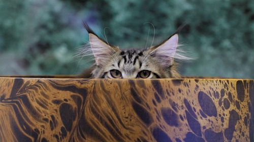 Mainecoon cat in a wooden bowl