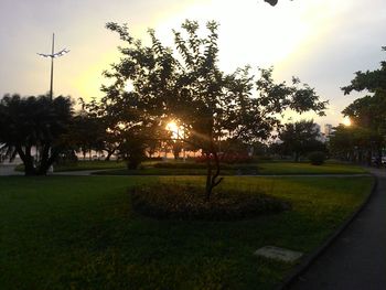 Sun shining through trees on grassy field