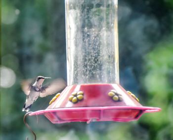 Hummingbird at the feeder