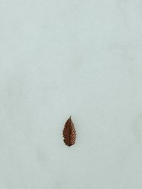 High angle view of plant on land