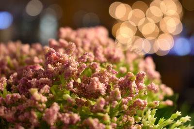 Close-up of pink flowering plant