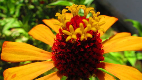 Close-up of orange flower