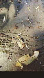 High angle view of dry autumn leaf