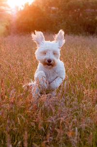 White dog running on field during sunset