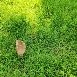 High angle view of grass on field