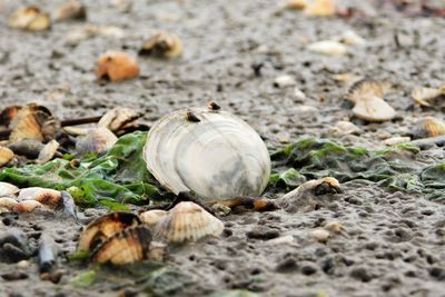 Close up of seashells in the wadden sea 