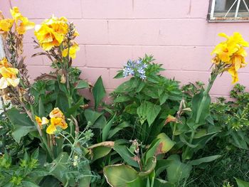 Close up of yellow flowers blooming in park